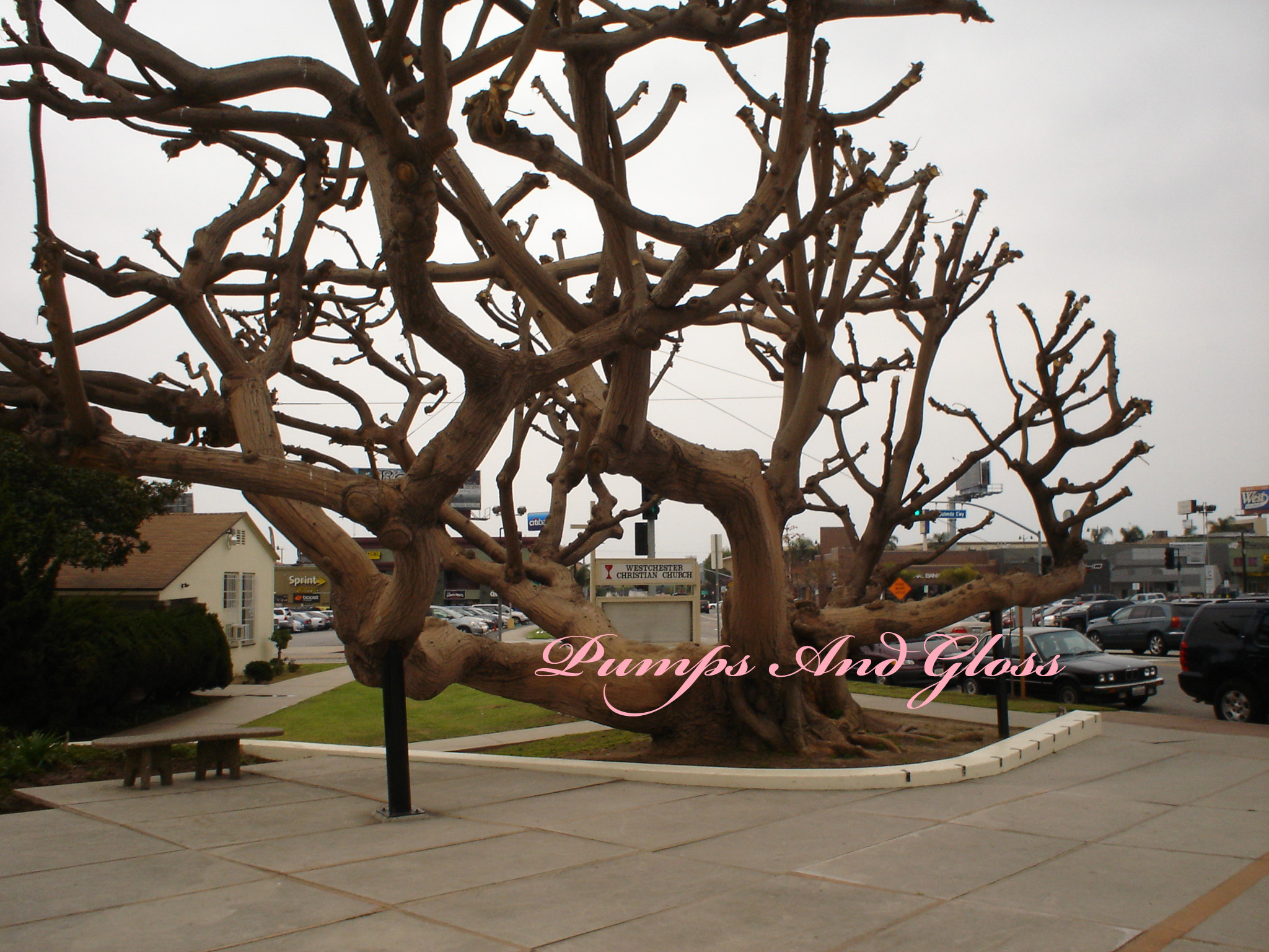 Tree in front of church we visited.