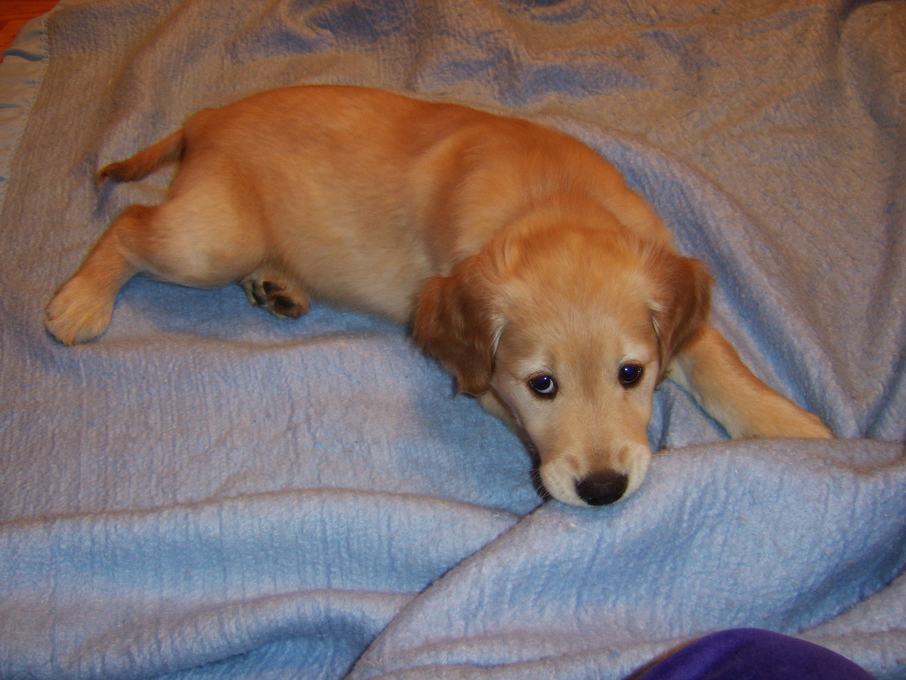 Resting Pup on Blanket - Joy’s Pics of Puppy