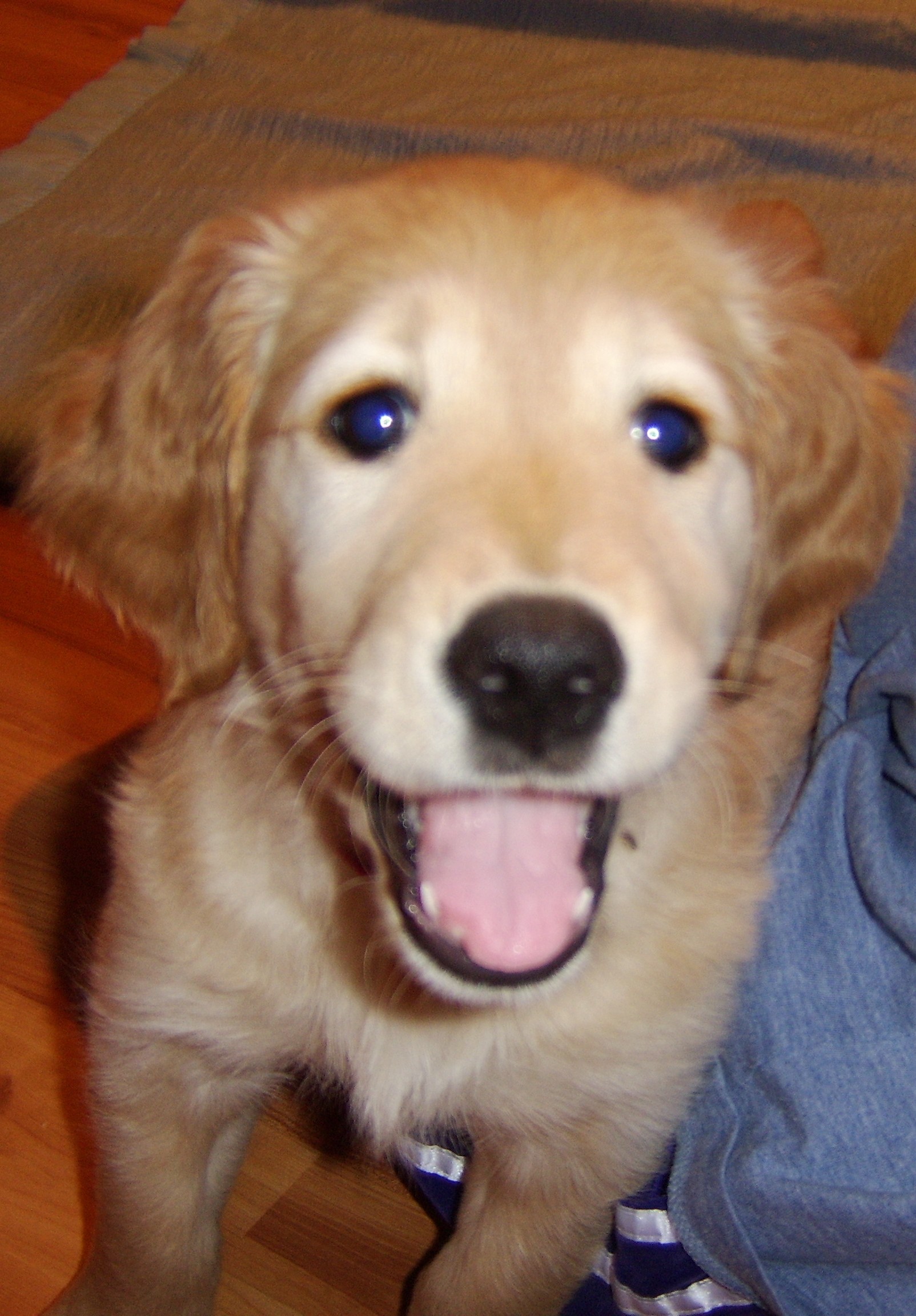Smiling Pup - Joy’s Pics of Pup