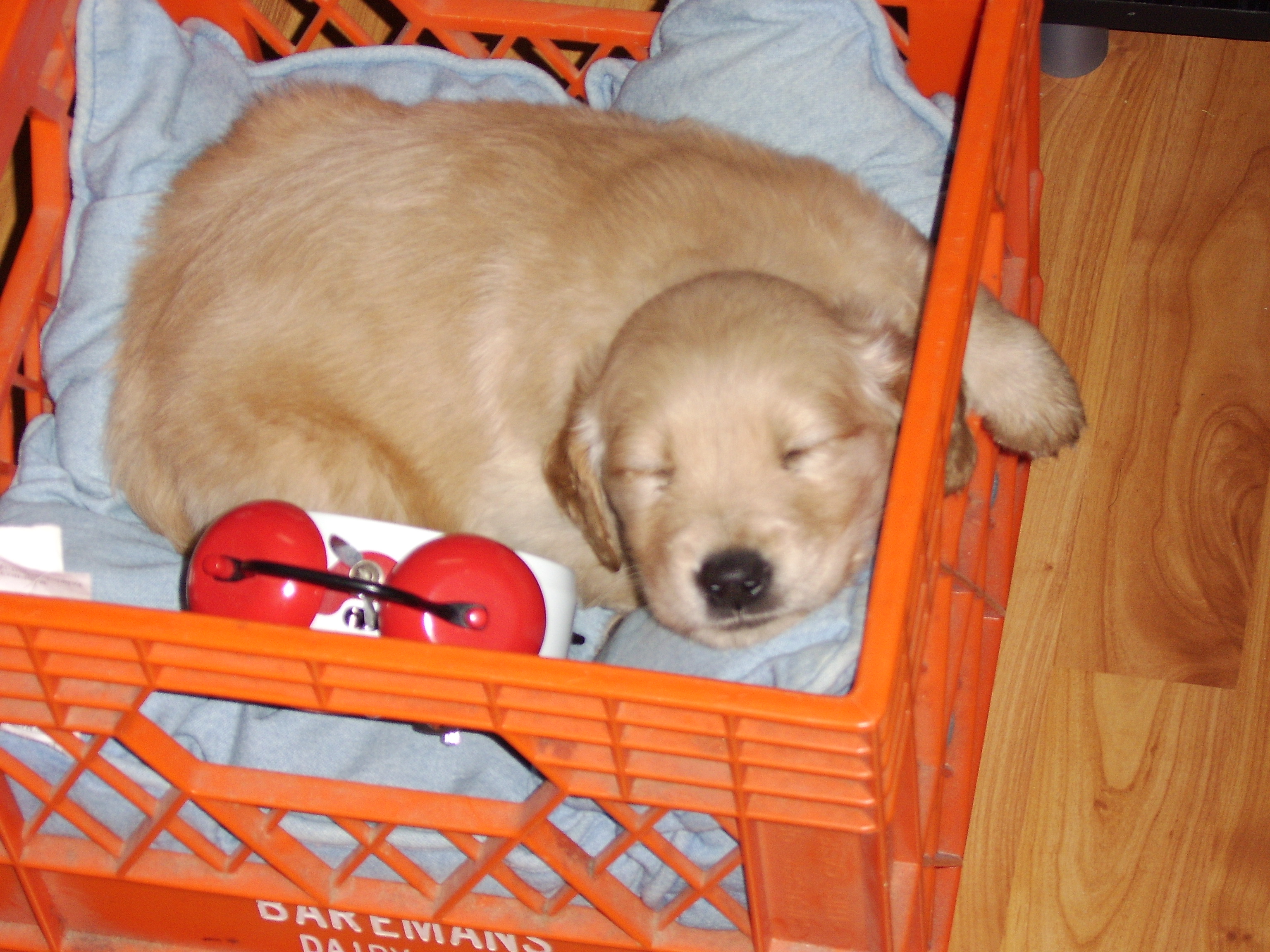 Babpy Pup Sleeping - Joy’s Pic of Puppy